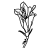 Klokke-Ensians ikon