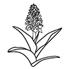 maj-gøjeurts ikon