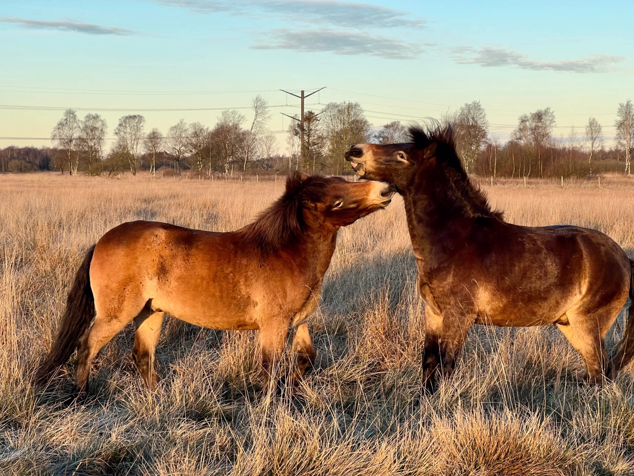 Billede af Exmoor